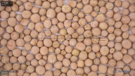 column seed