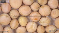column seed