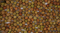 seed