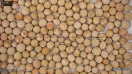 seed