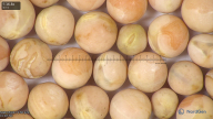 column seed