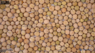 column seed