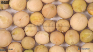 column seed