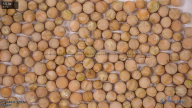 column seed
