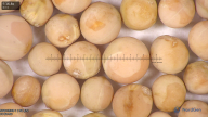 column seed