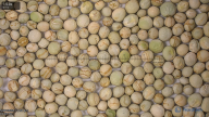 column seed