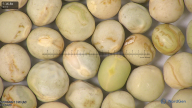 column seed