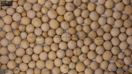 column seed