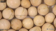 column seed