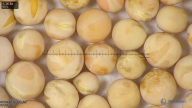 column seed