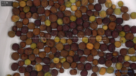 seed