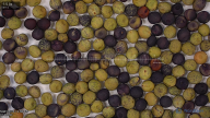seed