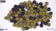 column seed