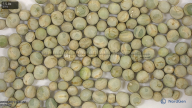 column seed