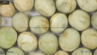 column seed
