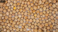 seed