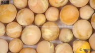 column seed