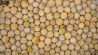 seed