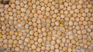 seed