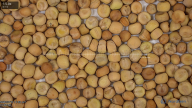 seed