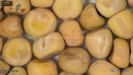 column seed