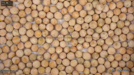 seed