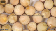 column seed