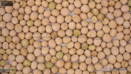 seed