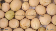 column seed