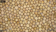 column Seed