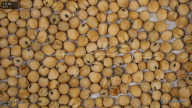seed