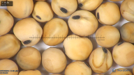 column seed