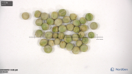 seed