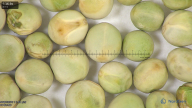 column seed