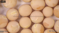 column seed