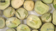 column seed