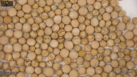 seed