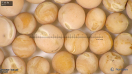 column seed