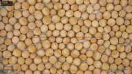 seed