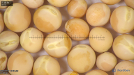 column seed