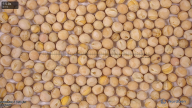 column seed