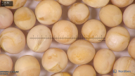column seed