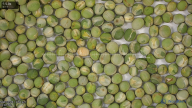 seed