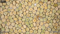 seed