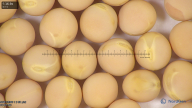 column seed