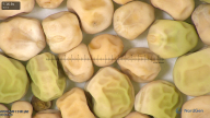 column seed