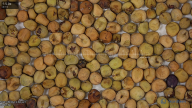 seed