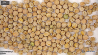 seed