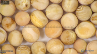 column seed