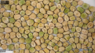 column seed